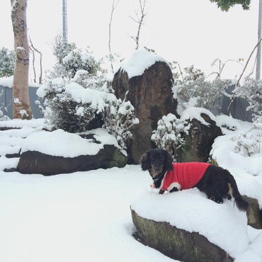初めての雪
