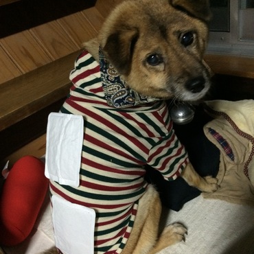 カイロ犬