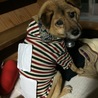 カイロ犬