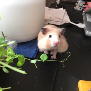 募集一時的にストップさせていただきます。