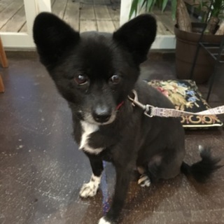 とっても可愛いお顔のふーちゃん♪