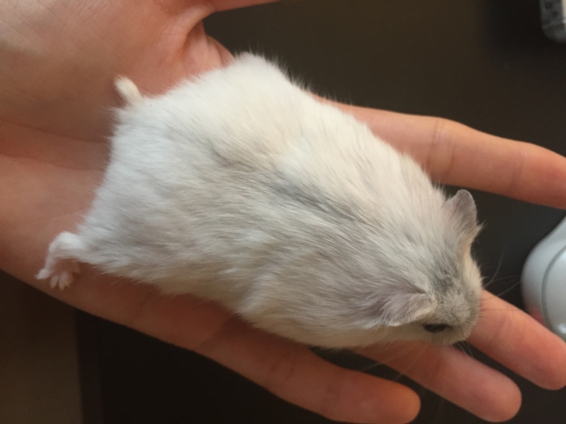 応募多数につき募集ストップします。有難うございます サムネイル2