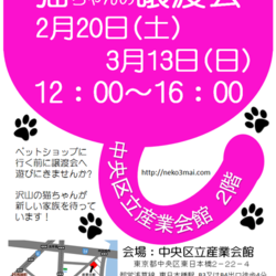 2月20日(土)『ねこざんまい譲渡会』12時スタート！