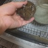 デグー（１才♂）の里親を募集します。 サムネイル2