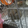 デグー（１才♂）の里親を募集します。 サムネイル6