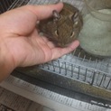 デグー（１才♂）の里親を募集します。