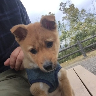 野良犬ですが聞き分けよくてお利口さんです！