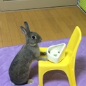 美人でお利口なうさぎです！