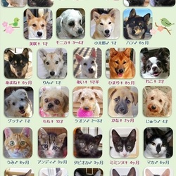 ティアハイムオープンシェルター里親会 サムネイル1