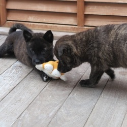 ティアハイムオープンシェルター里親会 サムネイル3