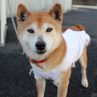 ニッコリ微笑み顔のまゆちゃん