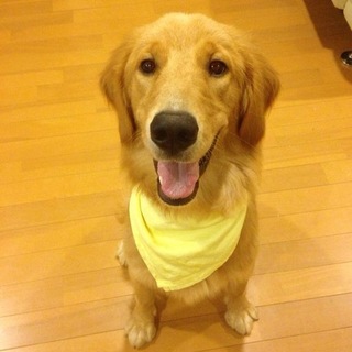 【血統書あり】ゴールデンレトリバー♀