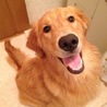【血統書あり】ゴールデンレトリバー♀ サムネイル2