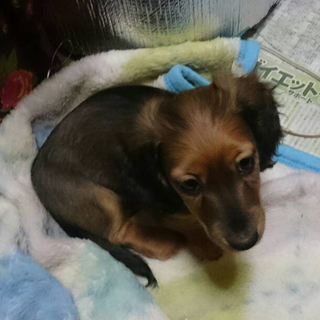 Mダックスレッド・ブラックタン男の子