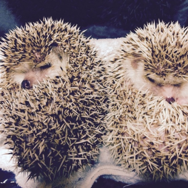 でぇーーのカバー写真