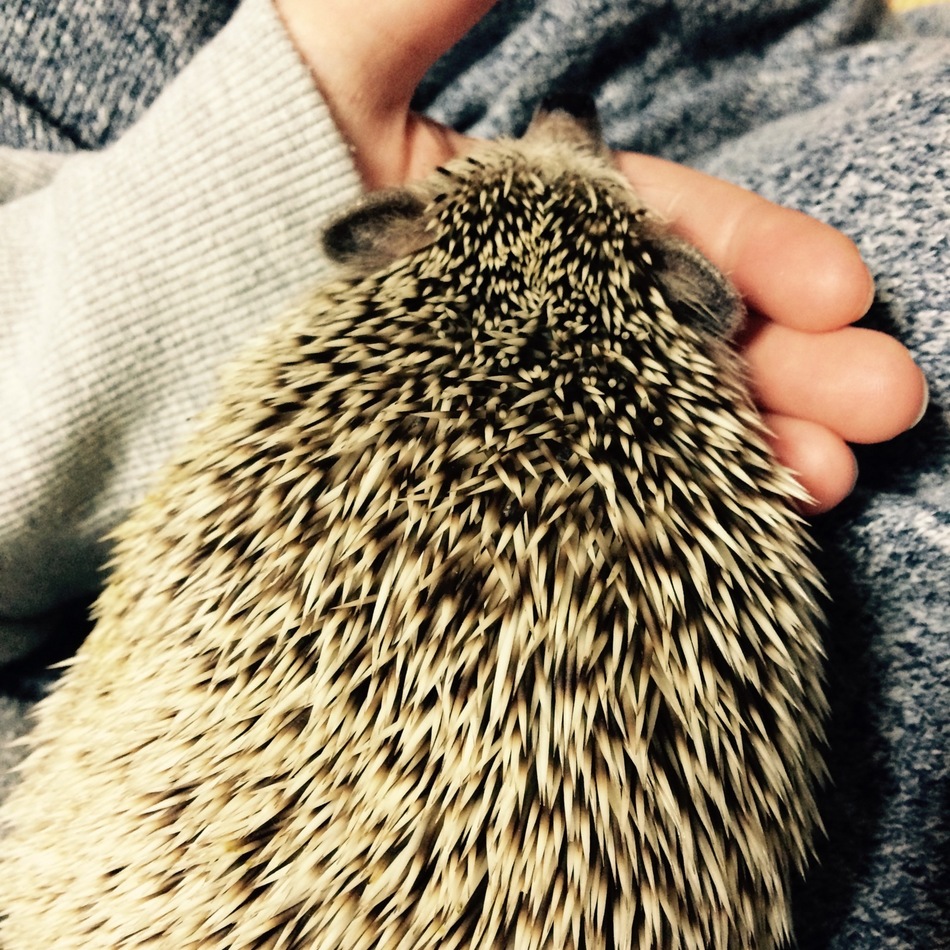ダニエルのカバー写真