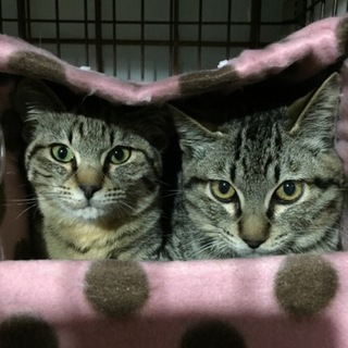 2匹兄弟男の子です☆