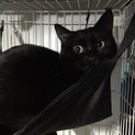 元飼い主が亡くなられ保護した子。ブラックジャック☆