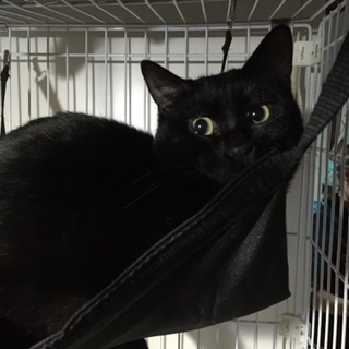 元飼い主が亡くなられ保護した子。ブラックジャック☆