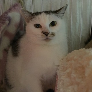 元飼い主が亡くなられ保護した子。お局さん☆