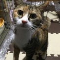 大人しい三毛猫さん☆ジプシー