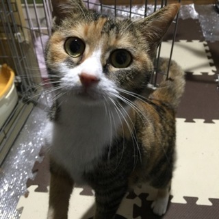 大人しい三毛猫さん☆ジプシー