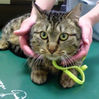 野良だけどゴロスリ100%キジトラくん！