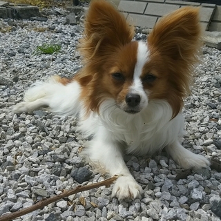 血統書付きパピヨン