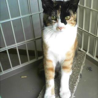 ４姉妹保護、美人なみけこです♥里親会に参加中