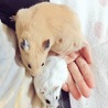 募集一時的にストップさせていただきます。 サムネイル5