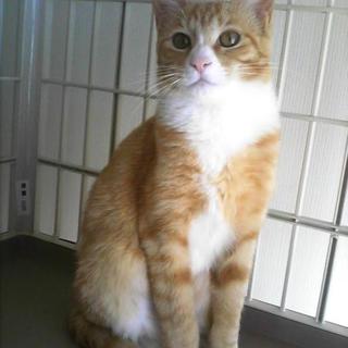 チャトラン。女の子です。里親会に参加しています