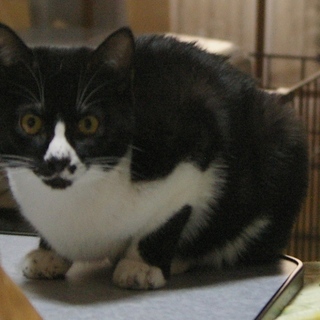 個性的な柄のでん君の飼い主募集中