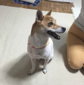 人が大好きな犬です