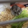 キャベツ(*^^*)