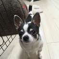 里親が決まりました。