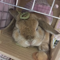 ルル