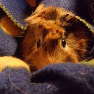 素敵な新ファミリー様が見つかりました!