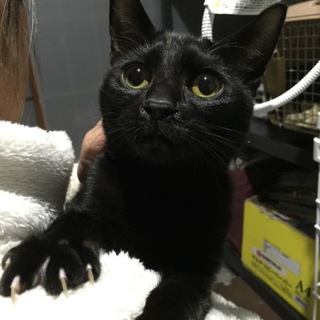 黒猫ウニおくん☆