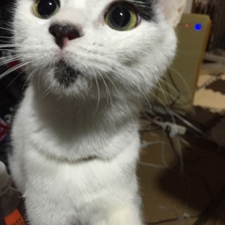 お目めパッチリブチ猫ちゃん☆
