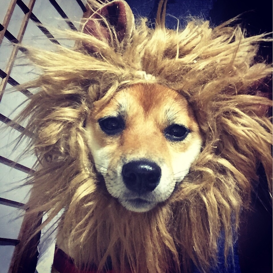 るいのカバー写真