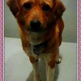 殺処分されました　残念です