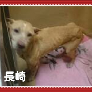 里親様が決まりました　ありがとうございました