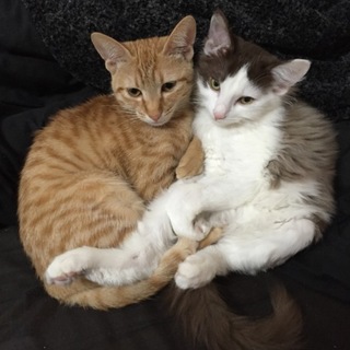 まだまだ子猫2匹