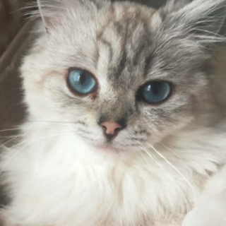 多頭ペルシャ69号　のんびりお付き合いください