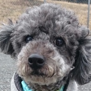 心臓病　健気に人を信じるトイプードル・ノリスケ君