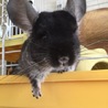 Degu0818