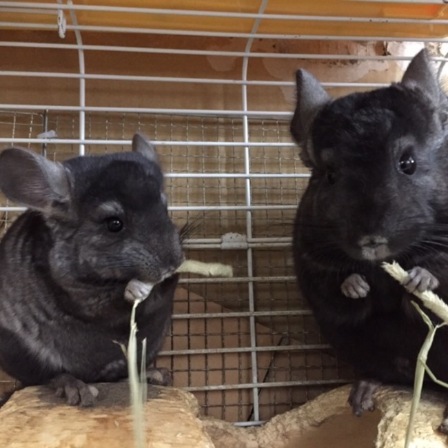 Degu0818のカバー写真