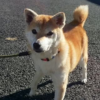 まだまだ甘えっこのいちごちゃん