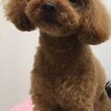 生涯面倒を見てくれる方にお願いしたいです