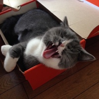 ブリ